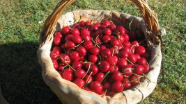 Festa della Ciliegia II^ Edizione – Monterosso Almo